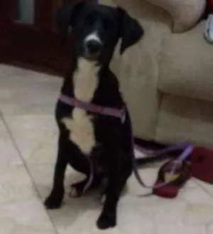 Cachorro raça Não definida idade 2 a 6 meses nome Não sei