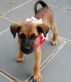 Cachorro raça indefinido idade Abaixo de 2 meses nome sem nome
