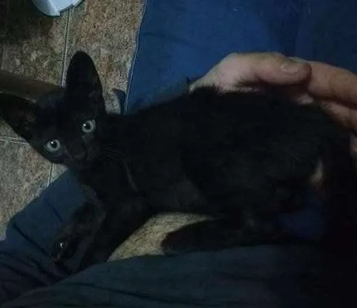 Gato ra a vira lata idade 2 a 6 meses nome Noite