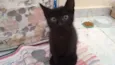 gato