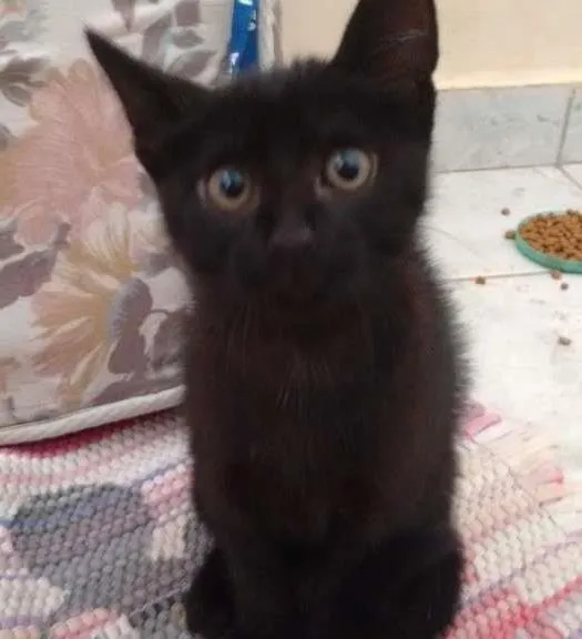 Gato ra a SRD idade 2 a 6 meses nome gato