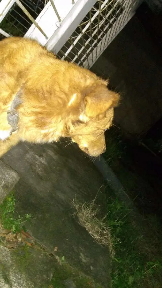 Cachorro ra a SRD idade 4 anos nome Lost