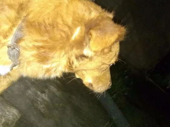 Cachorro ra a SRD idade 4 anos nome Lost