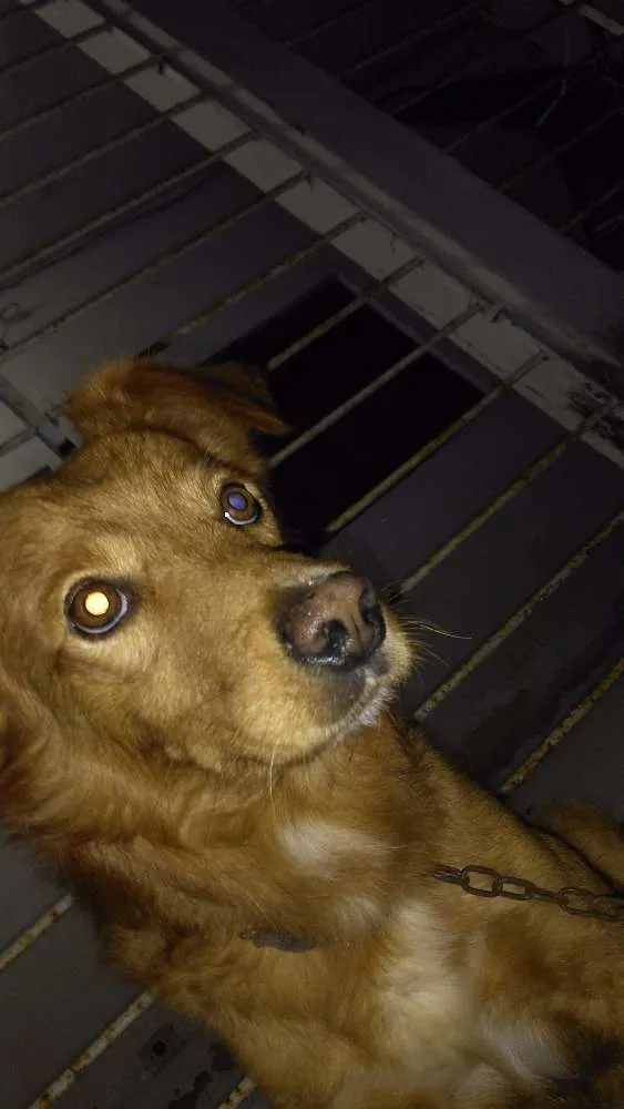 Cachorro ra a SRD idade 4 anos nome Lost