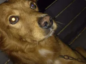 Cachorro raça SRD idade 4 anos nome Lost