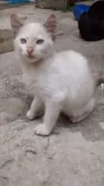 Siameses e Pretinho