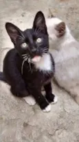 Siameses e Pretinho
