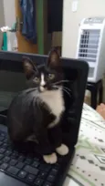 Vandinha