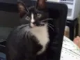 Vandinha