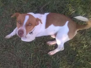 Cachorro raça Srd idade 4 anos nome Tobby