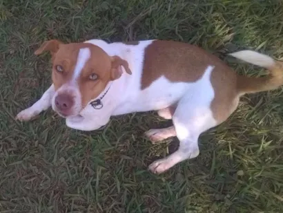 Cachorro raça Srd idade 4 anos nome Tobby