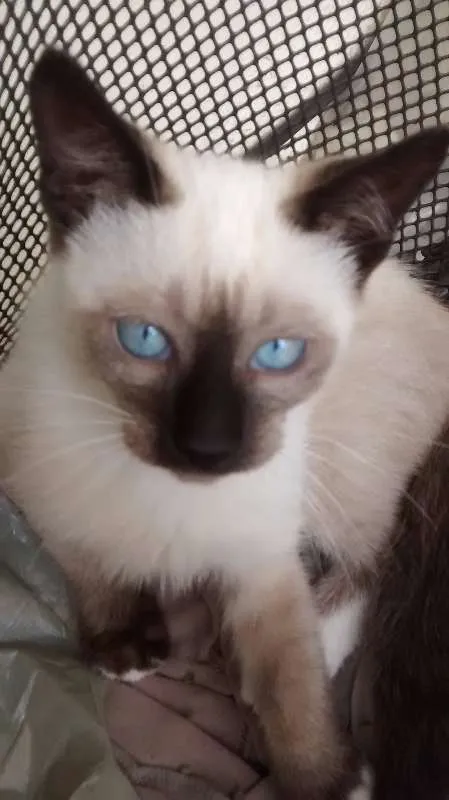 Gato ra a Siamês idade 2 a 6 meses nome Charmoso