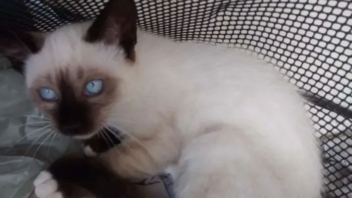 Gato ra a Siamês idade 2 a 6 meses nome Charmoso