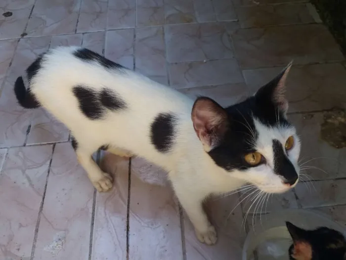 Gato ra a  idade 7 a 11 meses nome Rubi, floquinho