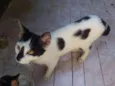Rubi, floquinho