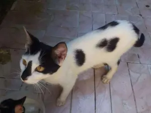 Gato raça  idade 7 a 11 meses nome Rubi, floquinho