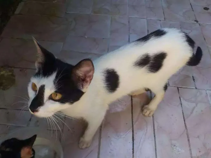 Gato ra a  idade 7 a 11 meses nome Rubi, floquinho
