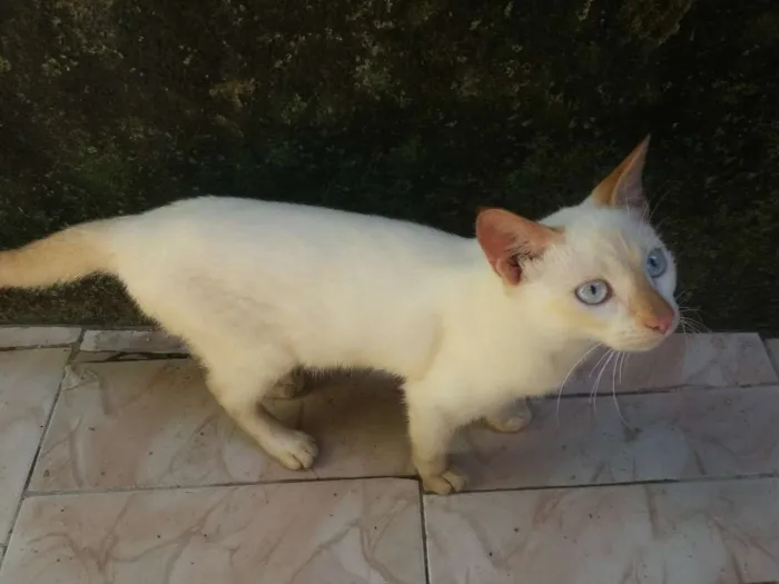 Gato ra a  idade 7 a 11 meses nome Cristal