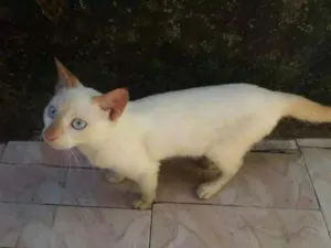 Gato raça  idade 7 a 11 meses nome Cristal