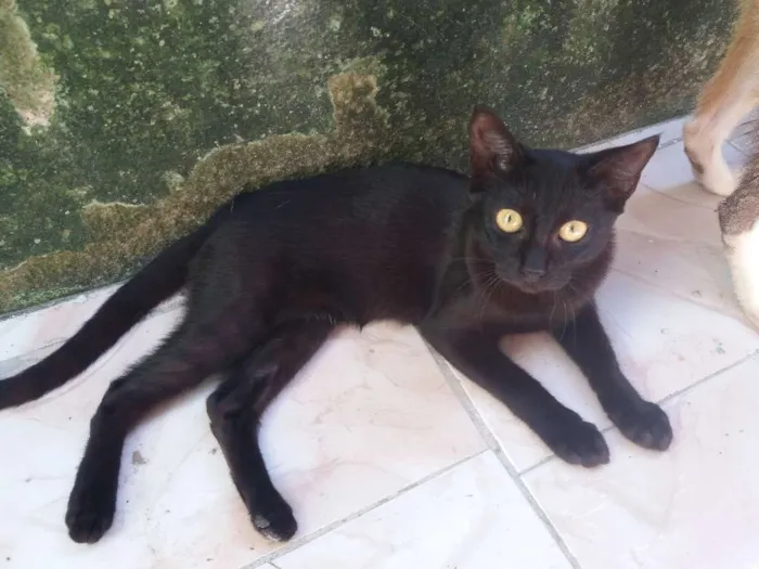 Gato ra a  idade 7 a 11 meses nome Floquino,rubir 
