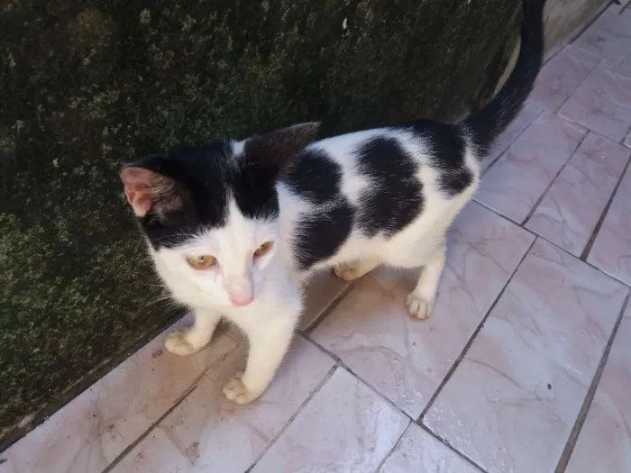 Gato ra a  idade 2 a 6 meses nome Floquinho 