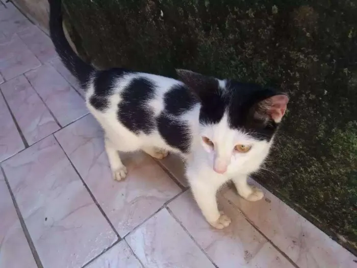 Gato ra a  idade 2 a 6 meses nome Floquinho 