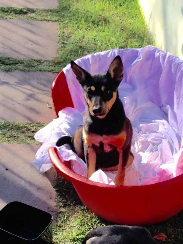 Cachorro ra a SRD idade 1 ano nome Twix