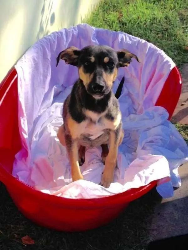 Cachorro ra a SRD idade 1 ano nome Twix