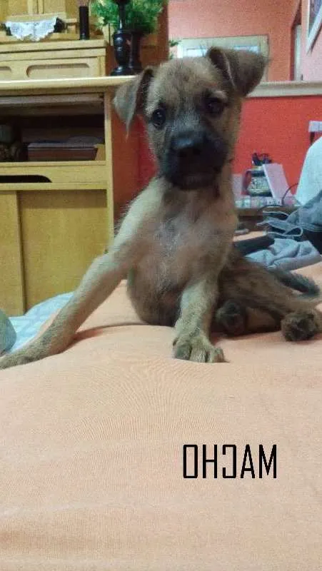 Cachorro ra a SRD idade 2 a 6 meses nome Bob