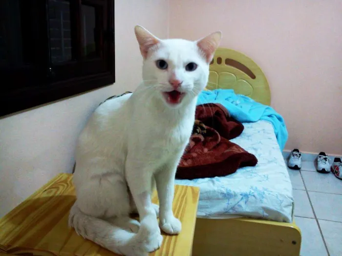 Gato ra a Sem Raça Definida idade 3 anos nome Happy