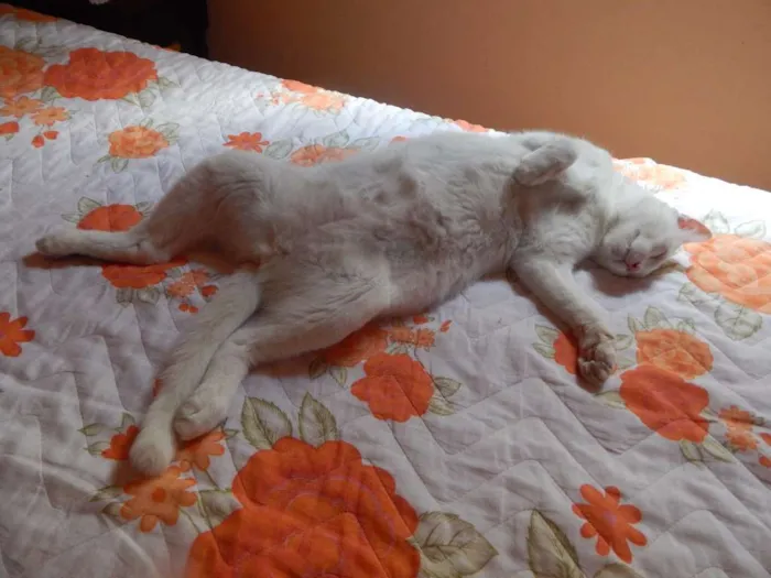 Gato ra a Sem Raça Definida idade 3 anos nome Happy