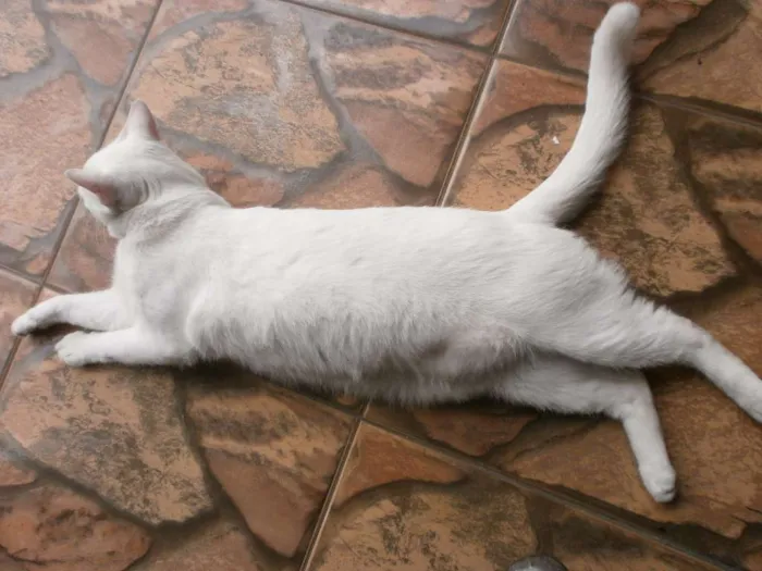 Gato ra a Sem Raça Definida idade 3 anos nome Happy