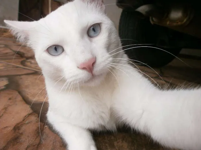 Gato ra a Sem Raça Definida idade 3 anos nome Happy