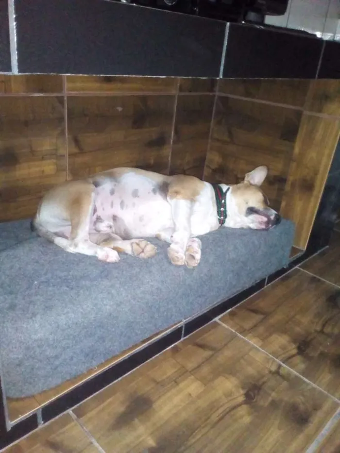 Cachorro raça Misturada pitbul com labrador idade 4 anos nome Cabeção