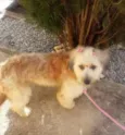 Sophie