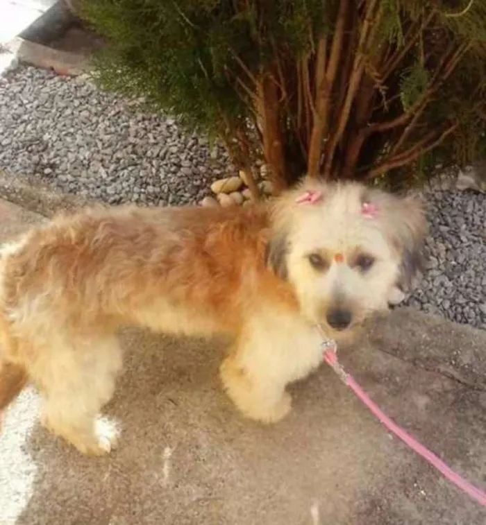 Cachorro ra a Abricot idade 2 anos nome Sophie