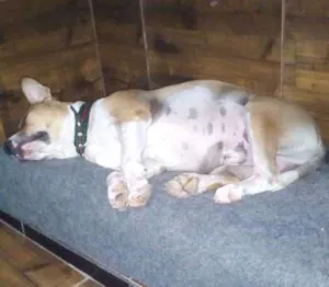 Cachorro raça Misturada pitbul com labrador idade 4 anos nome Cabeção