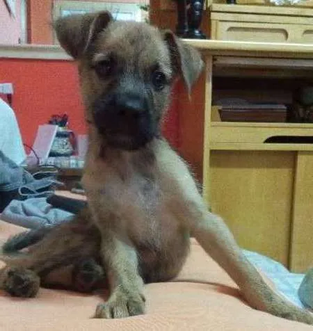 Cachorro ra a SRD idade 2 a 6 meses nome Bob