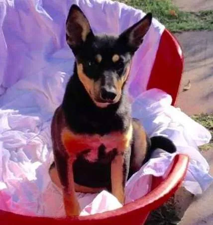 Cachorro ra a SRD idade 1 ano nome Twix