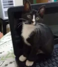 Vandinha