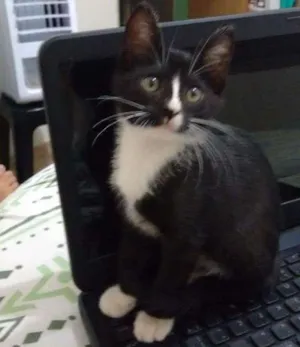 Gato raça Srd idade 2 a 6 meses nome Vandinha