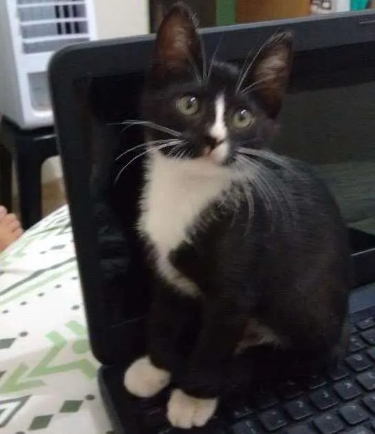 Gato ra a Srd idade 2 a 6 meses nome Vandinha