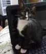Gato raça Srd idade 2 a 6 meses nome Vandinha