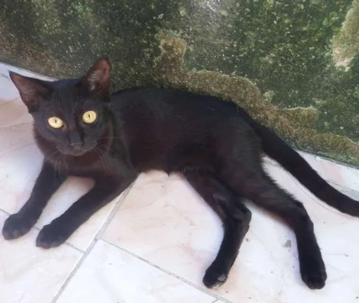Gato ra a  idade 7 a 11 meses nome Floquino,rubir 