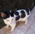 Floquinho 