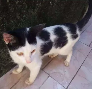 Gato raça  idade 2 a 6 meses nome Floquinho 