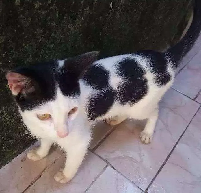 Gato ra a  idade 2 a 6 meses nome Floquinho 