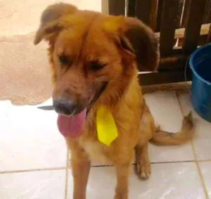 Cachorro raça Abricot idade 1 ano nome Bradok