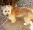 Sophie