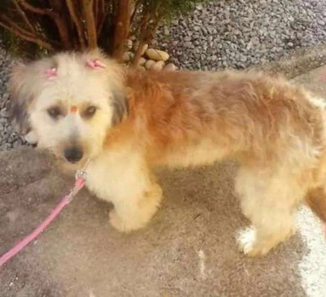 Cachorro ra a Abricot idade 2 anos nome Sophie